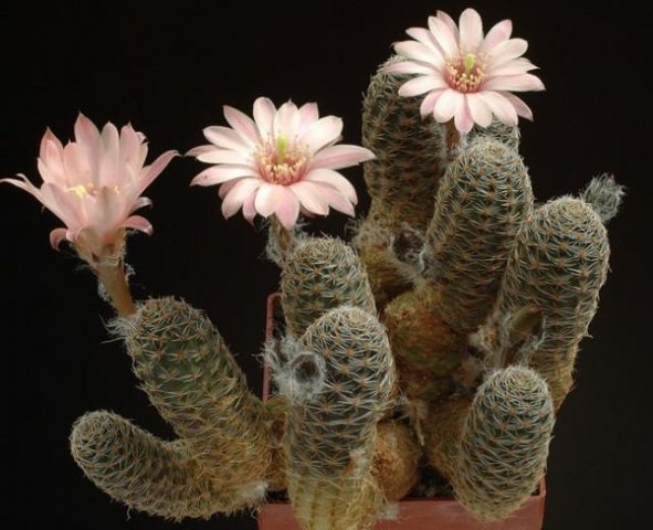 Rebutia_canacruzensis